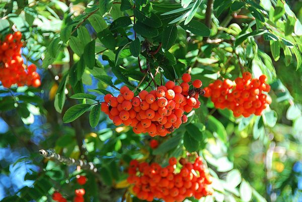 Vogelbeere (Frucht der Eberesche)