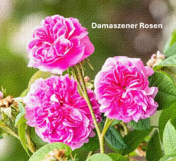 Damaszener Rosen