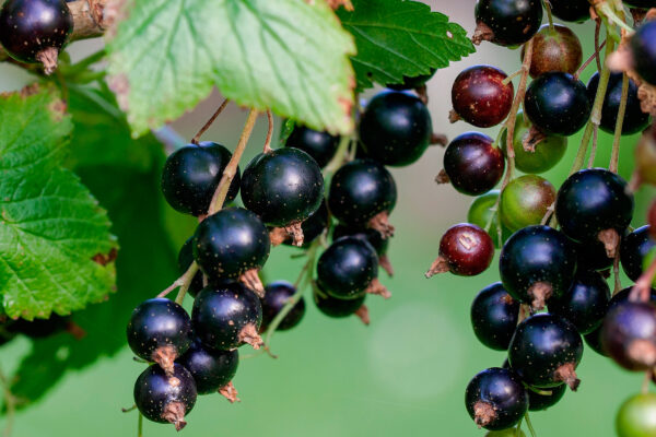 Schwarze Johannisbeere (von Liedschreiber)