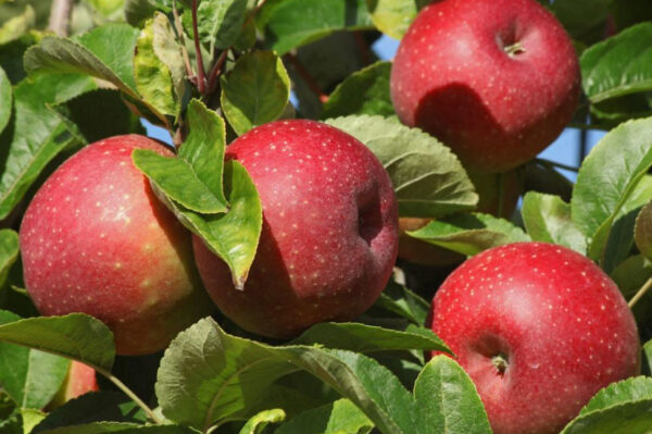 Roter Boskop Apfel